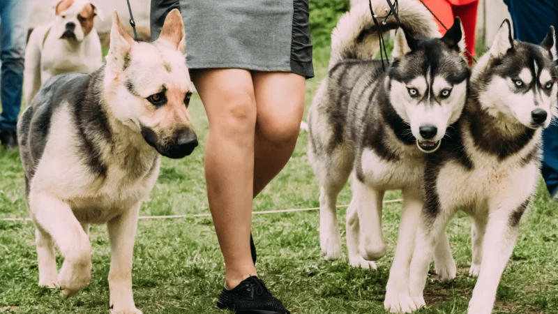 ¿Cómo se evalúa la Propiocepción en perros?