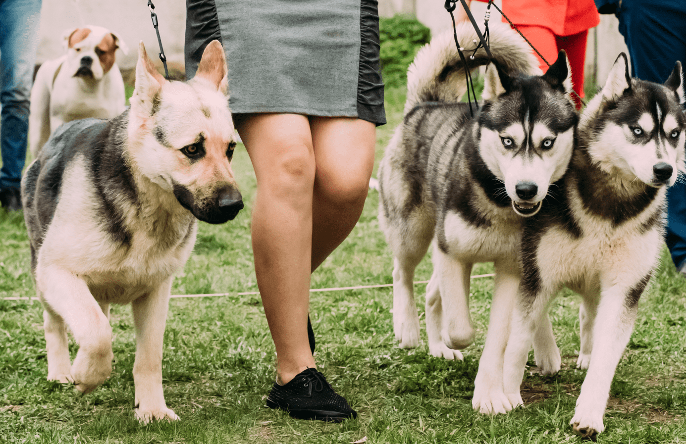 ¿Cómo se evalúa la Propiocepción en perros?