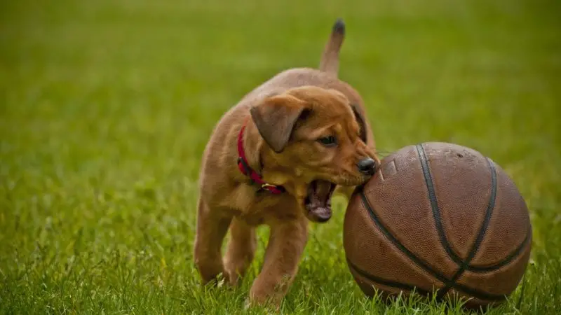 Polirradiculoneuritis Idiopática Aguda en Perros: Un Desafío Clínico