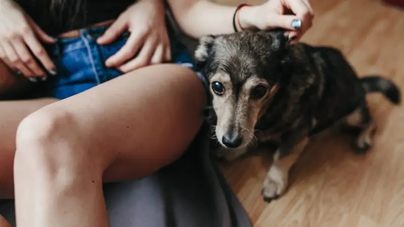 Lesión Cerebral en Perros: Síntomas, Causas y Tratamiento
