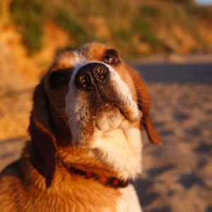 Degeneración del Disco Intervertebral en Perros: Causas, Síntomas y Tratamientos