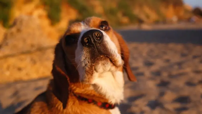 Degeneración del Disco Intervertebral en Perros: Causas, Síntomas y Tratamientos