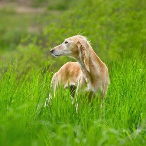 Enfermedades Congénitas en Perros: Comprender y Abordar un Desafío de Salud Canina