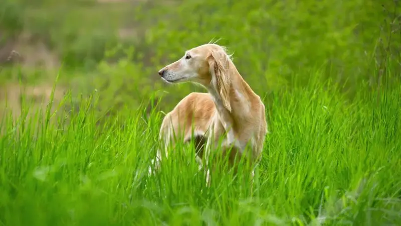 Enfermedades Congénitas en Perros: Comprender y Abordar un Desafío de Salud Canina