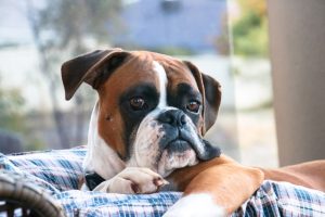 Enfermedades más comunes en perros bóxer