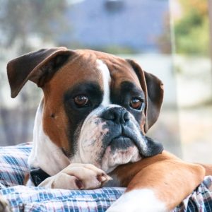Enfermedades más comunes en perros bóxer