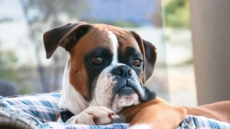 Enfermedades más comunes en perros bóxer