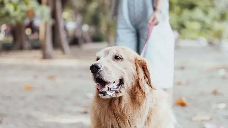 ¿Cuánto puede vivir un perro con demencia senil?