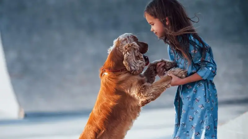 Cómo fortalecer las patas traseras de mi perro