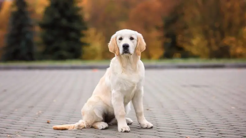 Síntomas de la Espondilosis en perros y diagnóstico