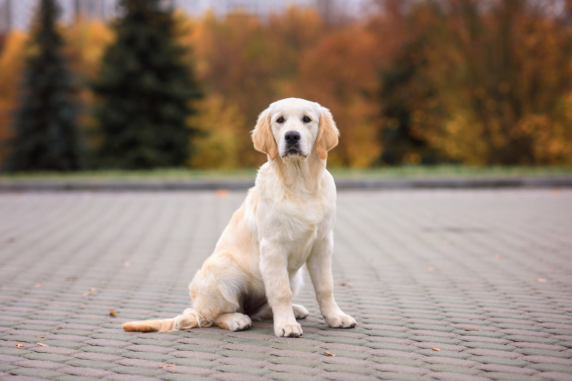 Síntomas de la Espondilosis en perros y diagnóstico
