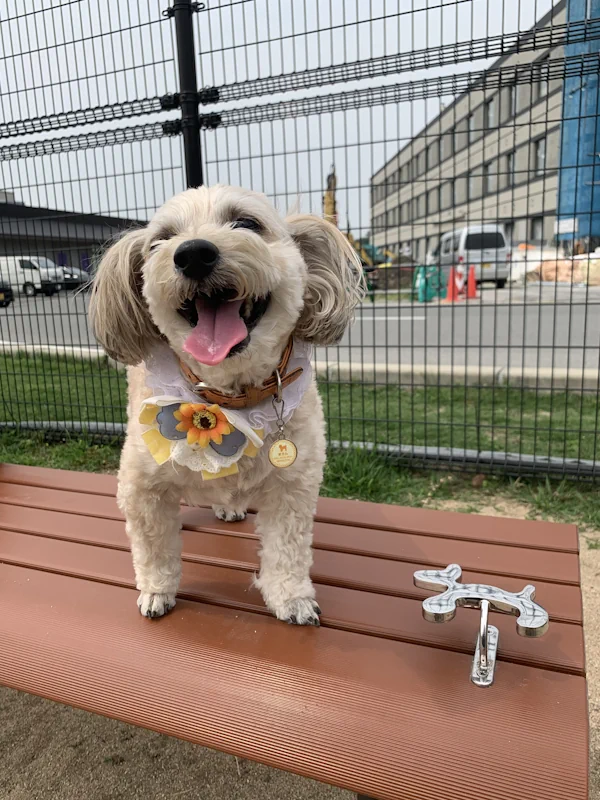 La ciencia detrás de las prótesis caninas, cómo transforman vidas 01