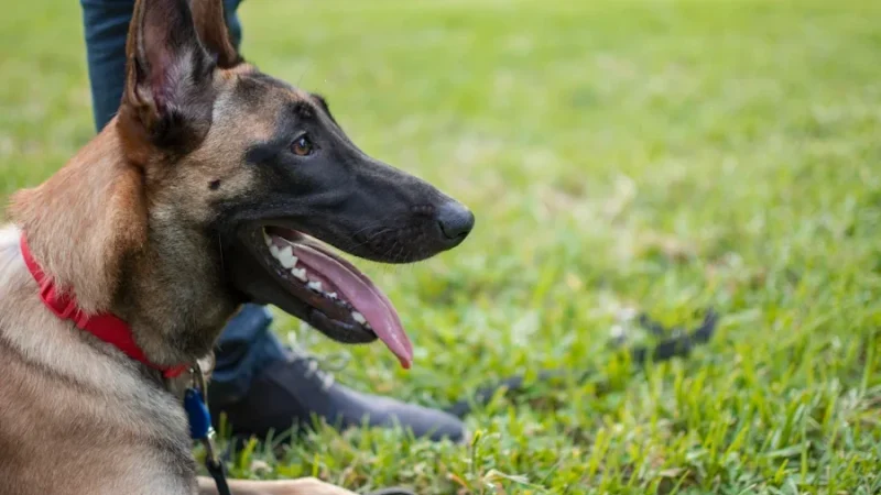 La ciencia detrás de las prótesis caninas: cómo transforman vidas