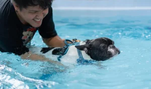 Ejercicios Acuáticos para Perros con Problemas de Movilidad