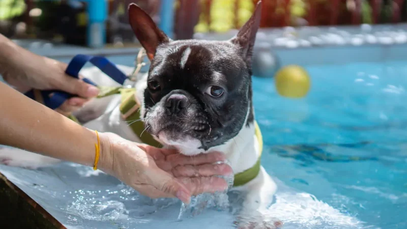 Ejercicios acuáticos para perros, esencial con problemas de movilidad