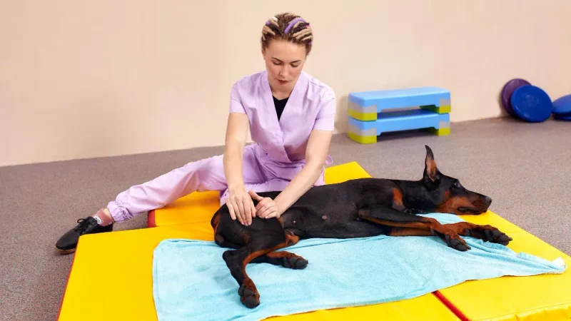 Ejercicios de fisioterapia para perros en casa: Pasos y recomendaciones