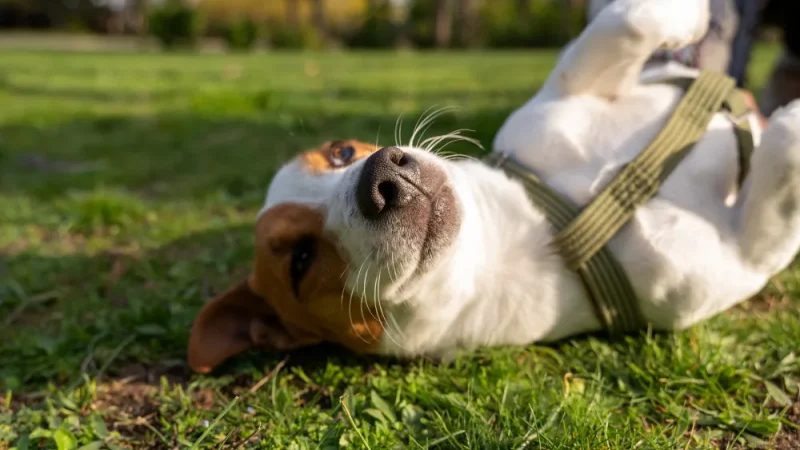 Prevenir lesiones en perros activos: Consejos y ejercicios