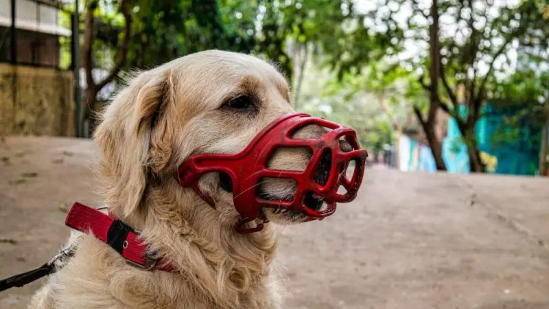 Cuando tu perro muerde, responsabilidad legal y consejos preventivos