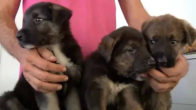 Rescate Heroico: Policía local y bomberos salvan a seis cachorros de un pozo en Alguazas (Murcia)