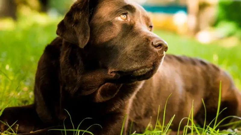 Obesidad Canina: Riesgos y consejos para prevenirla en tu perro
