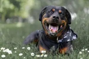 Razas de perros más propensas a problemas