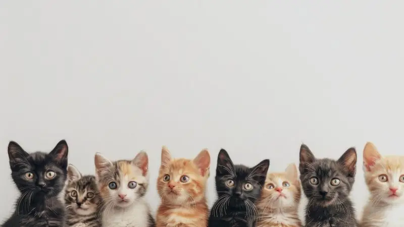 La comunicación silenciosa de los gatos: ¿Cómo interpretan el dolor sin maullar?