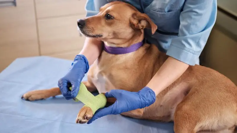 ¿Cuándo es necesario usar férulas ortopédicas para perros? Todo lo que debes saber