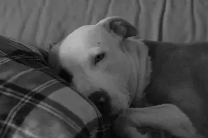 Depresión en perros