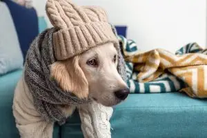 Tu Perro para el Invierno
