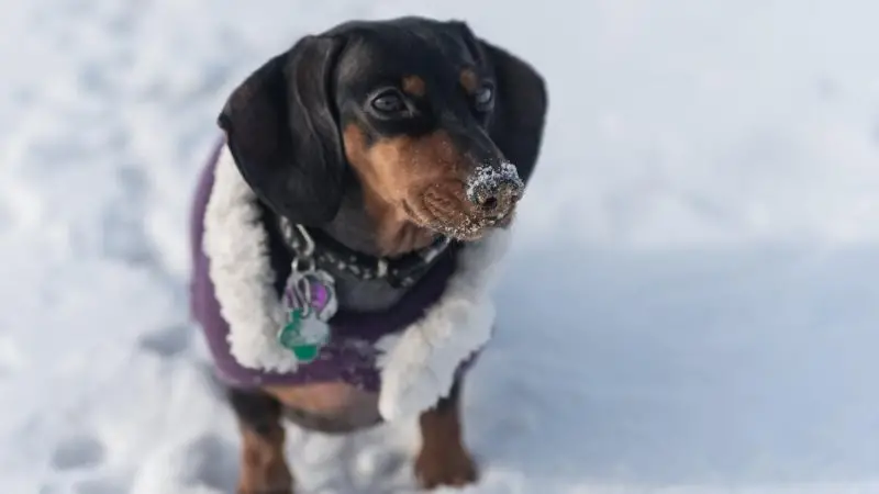 Preparar a Tu Perro para el Invierno: Consejos para Su Comodidad y Bienestar