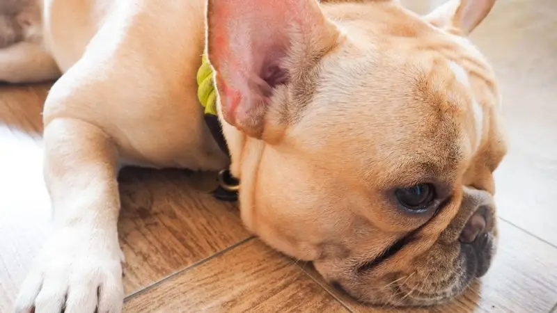 Cómo prevenir úlceras por presión en perros con movilidad limitada