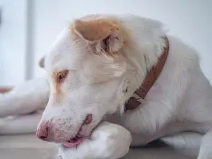 perros con movilidad limitada