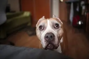 Tranquiliza a tu perro