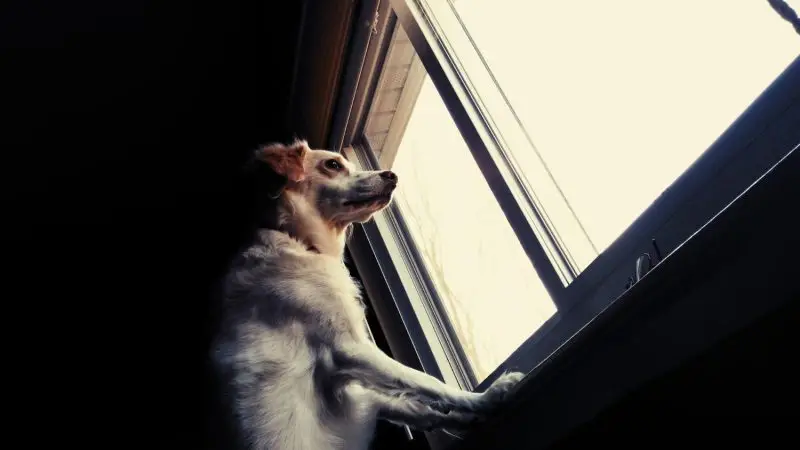 Tranquiliza a tu perro en tormentas con la música