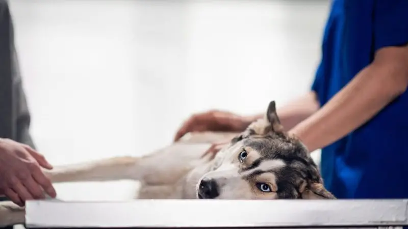 Cómo la fisioterapia ayuda a perros con displasia de cadera