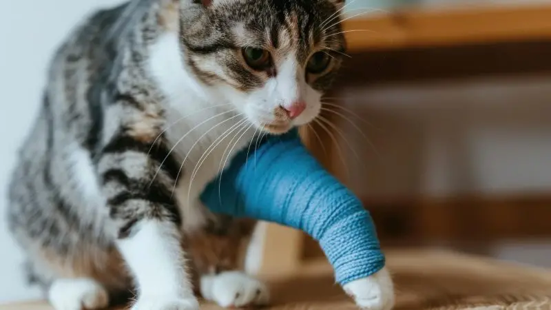Recuperación de gatos con fracturas: Tips de cuidado y recomendaciones