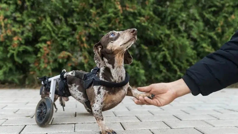 ¿Cómo Saber si mi Perro Necesita una Silla de Ruedas? Señales y Evaluación