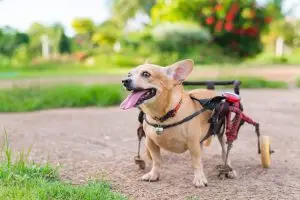 ¿Cómo Saber si mi Perro Necesita una Silla de Ruedas? Señales y Evaluación 1 Novecan - Ortopedia y Accesorios para Mascotas 2025 mi Perro Necesita una Silla de Ruedas