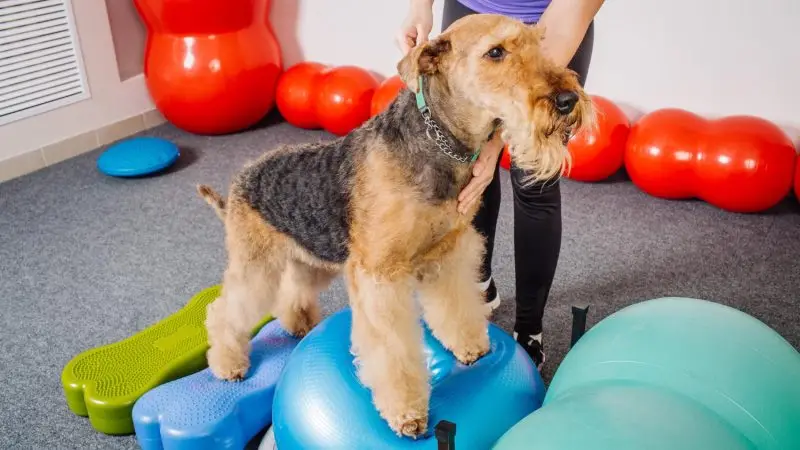 Rampas y pelotas de fisioterapia: aliadas en la recuperación de tu mascota