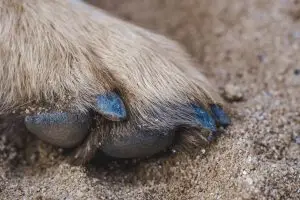 Tu mascota puede estar cojeando