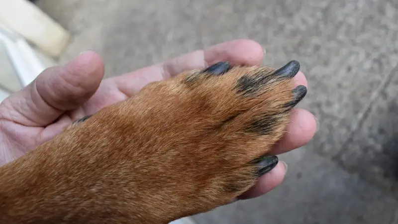 Tu mascota puede estar cojeando por 5 razones