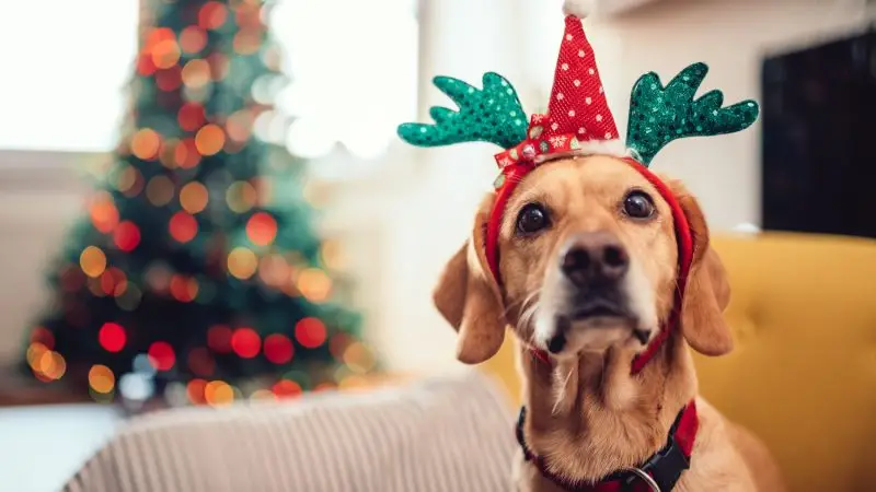 Los mejores regalos para perros con necesidades especiales