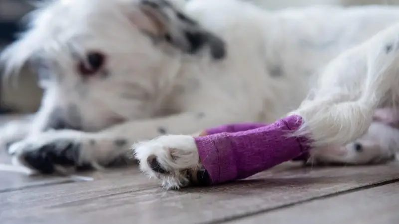 Beneficios de las botas ortopédicas en perros con lesiones en las patas