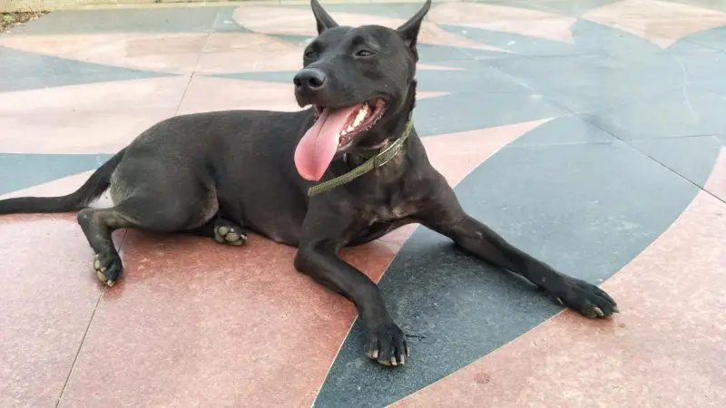 Cómo calmar a un perro ansioso: Señales y soluciones mágicas para su tranquilidad