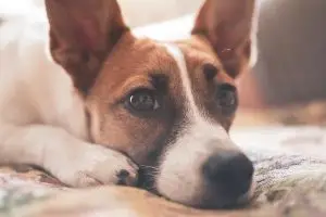 como calmar a un perro ansioso 2