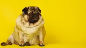 cuidar el peso de tu perro para sus articulaciones 1