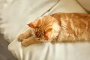 Señales claras y cuidados esenciales para detectar problemas articulares en gatos mayores 1 Novecan - Ortopedia y Accesorios para Mascotas 2025 problemas articulares en gatos