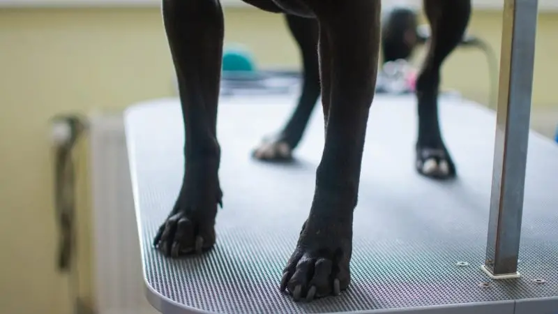 ¿Tu perro tiene problemas de movilidad? Descubre si necesita fisioterapia o hidroterapia efectiva