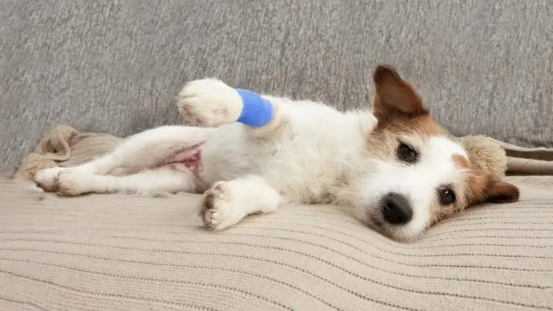 La dieta perfecta para perros con artrosis: alimentación y suplementos imprescindibles