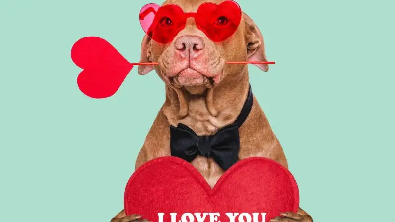 Tu mascota, tu mejor San Valentín: Haz que su día sea inolvidable